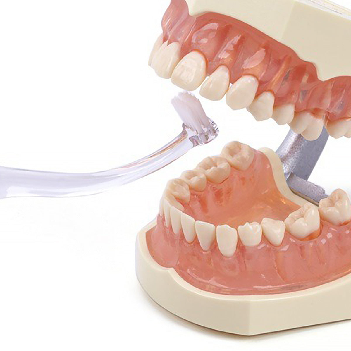 Dentaid Vitis Implant Angular tandenborstel getest op gebitsmodel bij kies