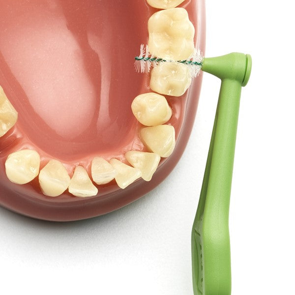 TePe Angle interdentale rager groen tussen kiezen in gebitsmodel