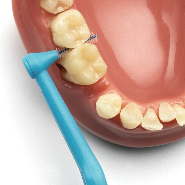 TePe Angle interdentale rager blauw 0,6mm in gebruik tussen tanden op gebitsmodel